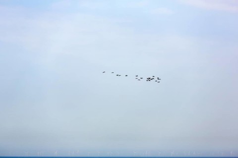Flock of birds over the sea, wind turbine in the haze, Heligoland Island, Schleswig-Holstein,