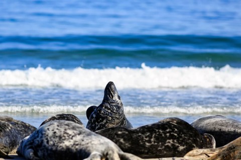 Grey seals (Halichoerus grypus) lying on the beach, dune, Helgoland Island, North Sea,
