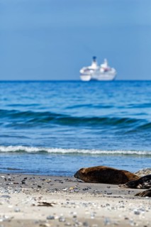 Grey seals (Halichoerus grypus) lying on the beach, cruise ship on the horizon, dune, Heligoland