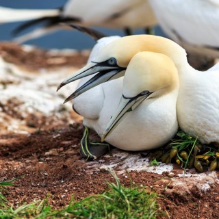 Northern gannet (Morus bassanus) defending attack on nest, bird cliffs, Heligoland Island,