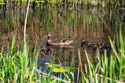Duck with several chicks, swimming on pond, dune, offshore island of Heligoland,