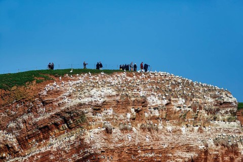 Photographers and tourists on bird cliffs, Helgoland Island, Schleswig-Holstein, Germany