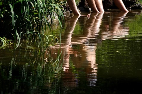 Cooling off in a lake in summer, Germany