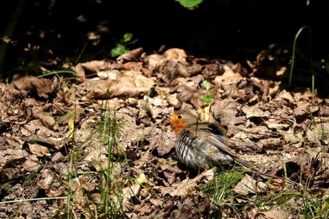 Young robin taking a sand bath, June, Germany