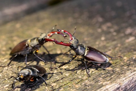 Stag beetles fight for a female in the oak forest of the Swabian Pre-Alps