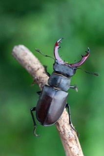 Detailed close-up of a stag beetle (Lucanus cervus) in its natural habitat