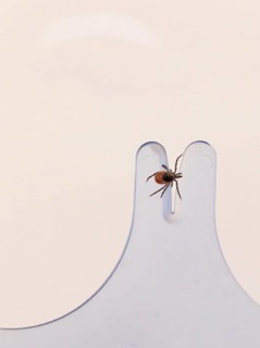 Freshly removed tick on a tick card