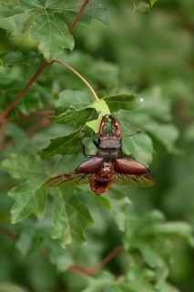 Stag beetle (Lucanus cervus) shortly in front of taking off for flight in the sunset over oak