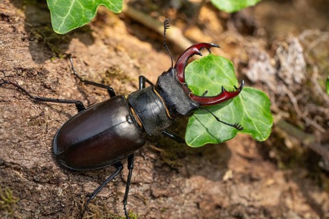 Detailed close-up of a stag beetle in its natural habitat