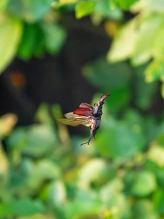 Stag beetle (Lucanus cervus) in flight at sunset over oak forest in the Swabian Alb foothills