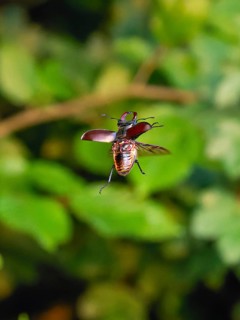 Stag beetle in flight at sunset over oak forest in the Swabian Alb foothills