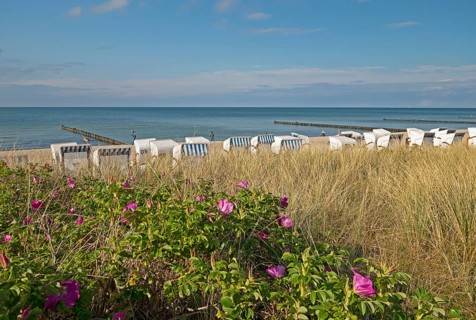 Potato roses, beach chairs, Baltic Sea, Kühlungsborn, Rostock district, Mecklenburg-Western