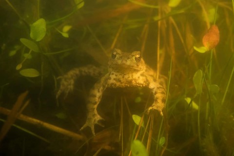 Waiting... Common toad (Bufo bufo) waiting for a female in a small herbaceous pond during the