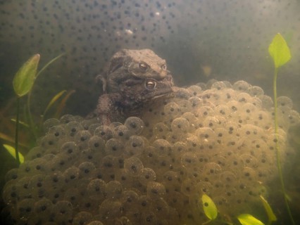 In the middle of frog spawn... Common toads (Bufo bufo), underwater photo from a local pond, mating