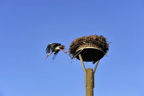 White stork (Ciconia ciconia) leaving its nest against blue sky, Kuhlrade, Mecklenburg-Western