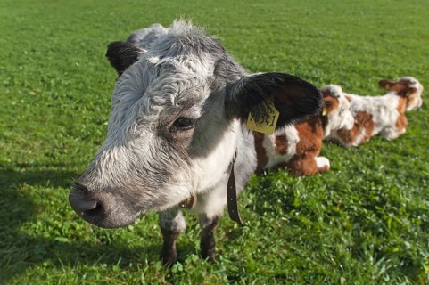 Cow, young calves on pasture, Weitnau, Allgäu, Bavaria, Germany, Public ground