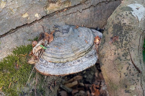 Tinder fungus (Fomes fomentarius) on dead wood, Bavaria, Germany