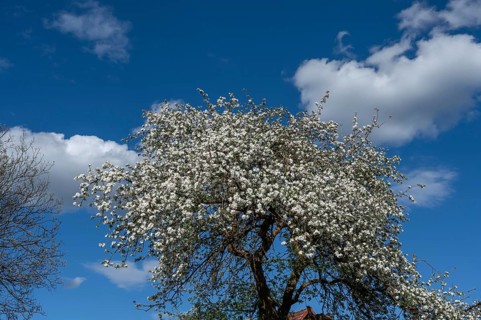 Flowering pear tree (Prunus), blue sky, Bavaria, Germany