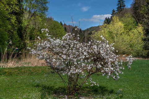Flowering star magnolia (Magnolia stellata), Franconia, Bavaria, Germany