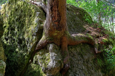Rooted pine (Pinus) on a rock, Franconia, Bavaria, Germany