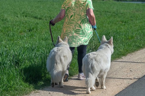 Dog breed, Berger Blanc Suisse, walk on the leash, Bavaria, Germany