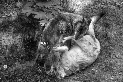 She-wolf (Canis Lupus) playing with her puppy, wildlife park, Bavaria, Germany
