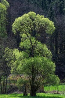 May green willow (Salix) in a valley, Bavaria, Germany