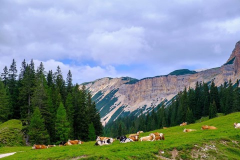 Cows at Rifugio Ra Stua, Ra Stua Alm, Valon Scuro, near Cortina d'Ampezzo, Dolomites, Trentino,
