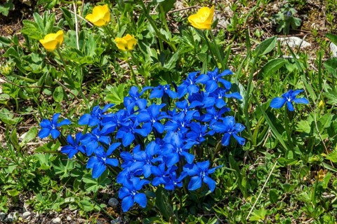 Spring gentian (Gentiana verna), and Ranunculus repens (Ranunculus repens), flowering, Oberallgäu,
