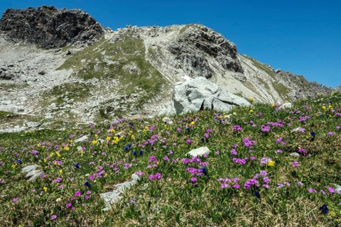 Meadow with Common cowslip (Primula veris) and Mealy primrose (Primula farinosa), blooming, behind