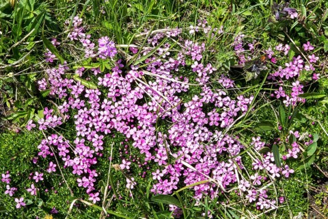 Mealy primrose (Primula farinosa), flowering, Oberallgäu, Bavaria, Germany