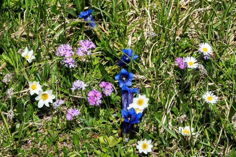 Mealy primrose (Primula farinosa) or mealy cowslip, gentian (Gentiana), alpine pasque flower