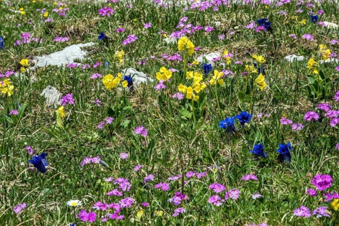 Meadow with Common cowslip (Primula veris), Gentian (Gentiana), Mealy primrose (Primula farinosa)