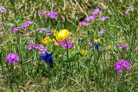 Troll flower (Trollius europaeus), mealy primrose (Primula farinosa) and gentian (Gentiana), in
