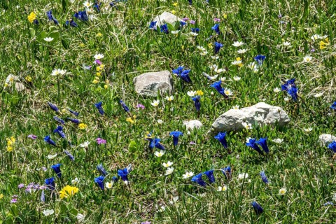 Meadow with Common cowslip (Primula veris), Alpine pasque flower (Pulsatilla alpina), Gentian