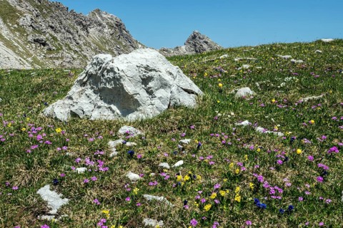 Meadow with Common cowslip (Primula veris) and Mealy primrose (Primula farinosa), blooming,
