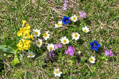 Common cowslip (Primula veris), Alpine pasque flower (Pulsatilla alpina), Gentian (Gentiana), Mealy