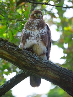 Sleeping buzzard on a branch, Berlin, Germany