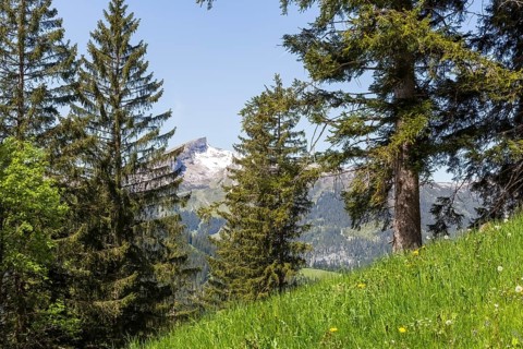 Snow-covered mountain peak through dense spruce, green meadow with a view of the Hohe Ifen in