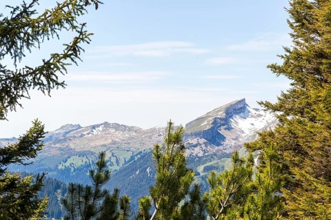 Snow-covered mountain peak of the Hoher Ifen and the Gottesacker plateau between dense coniferous