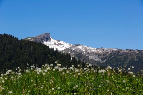 Alpine landscape with snow-covered peaks and flowering meadow with a view of the Hohe Ifen and the