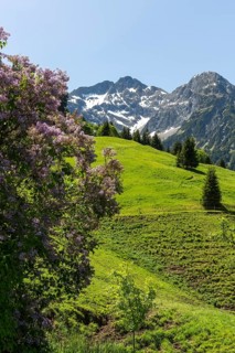 Flowering shrub with mountain landscape and wooded slopes in the background in Kleinwalsertal,