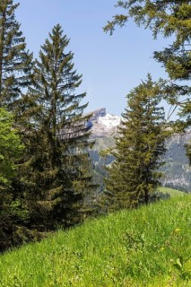 Snow-covered mountain peak of the Hoher Ifen and the Gottesacker plateau between dense coniferous