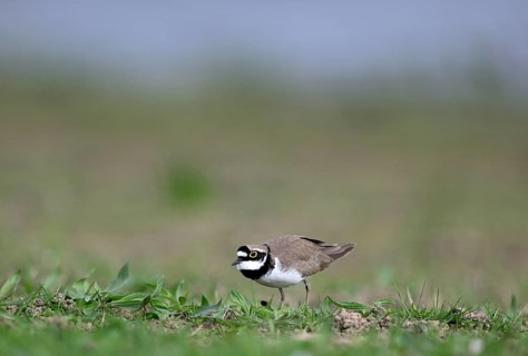 Little Ringed Plover (Charadrius dubius), Lower Rhine, North Rhine-Westphalia, Germany