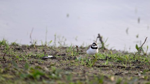 Little Ringed Plover (Charadrius dubius), at the water's edge of the Lower Rhine, North