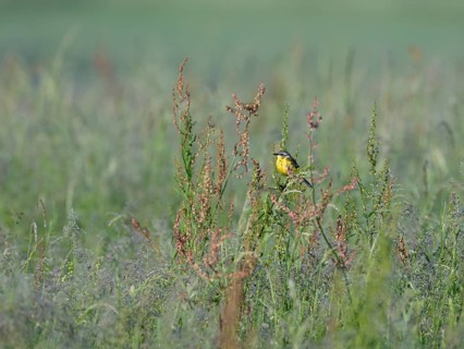 Yellow wagtail (Motacilla flava) on a plant, Lower Rhine, North Rhine-Westphalia, Germany