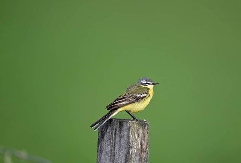 Yellow wagtail (Motacilla flava), sitting on a pole, Lower Rhine, North Rhine-Westphalia, Germany