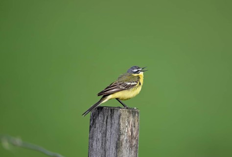 Singing grey wagtail (Motacilla flava), sitting on a pole, Lower Rhine, North Rhine-Westphalia,