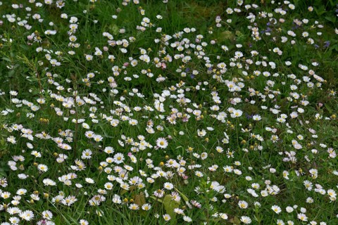 Flower meadow with daisies (Bellis perennis), Lower Rhine, North Rhine-Westphalia, Germany