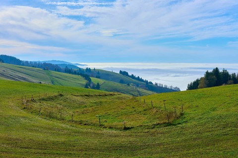 Green fields on rolling hills with scattered trees, Schauinsland, Freiburg im Breisgau, Black